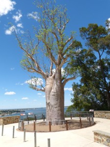 Boab tree