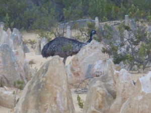 Emu!