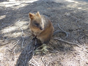 Quokka