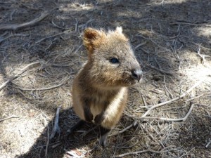 Quokka - up close