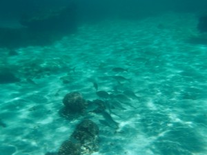Lotsa fish