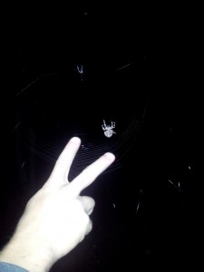Spider
