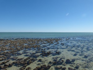 Hamelin Pool stromatolites