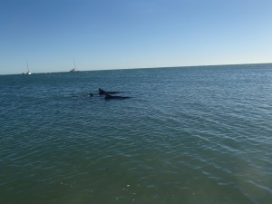 Dolphins!