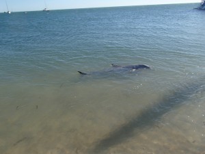 Close dolphin
