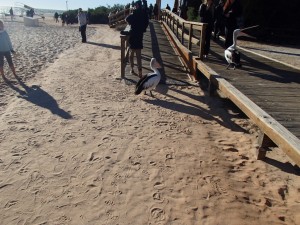 Pelican