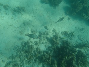 Fishies