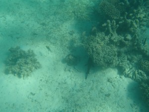 Stonefish!
