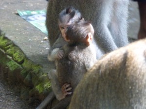 Monkeys
