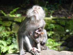 More monkeys