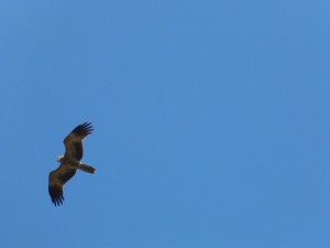 Black Kite
