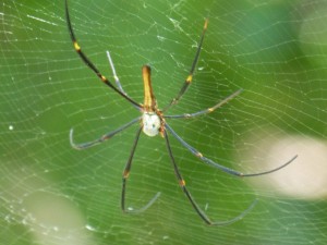Orb spider