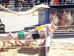 Pig racing!