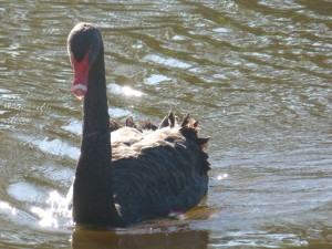Black swan