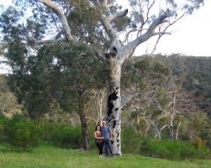 Big gum tree