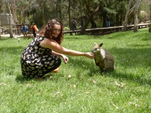 Wallaby feeding