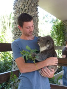 Koala cuddling