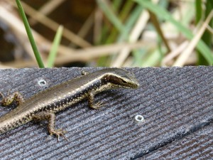 Critter