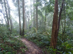 The trail