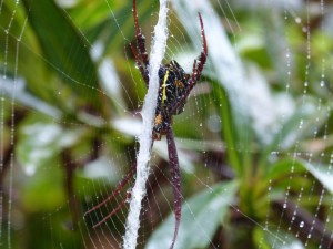 Spider