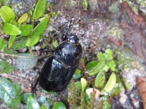 Big beetle