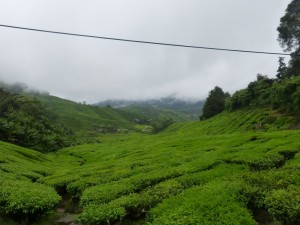 Plantation