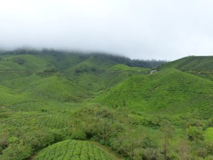 Tea