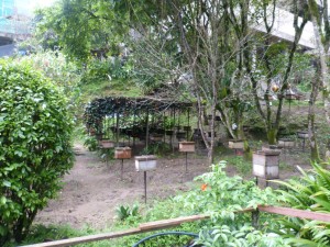 'bee hives'